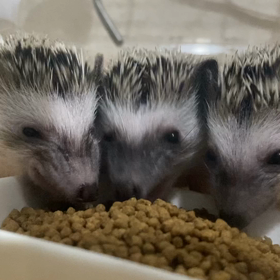 7月、感謝祭ハリネズミ セールの画像