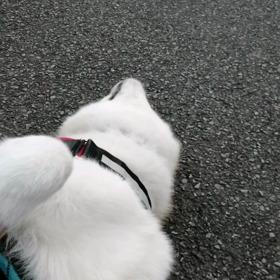 匂いかぎガンガンで、のんびりたどり着いたみずほなかよし公園。久しぶりに秋田犬ぶんた君に遭遇。りっの画像