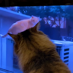 あ、あんた誰ニャっ⁈の画像