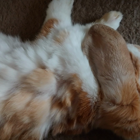 起こしてごめんねの画像