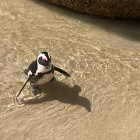 ペンギンのキュン動画＊の画像
