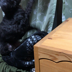 頂戴ちょうだいの画像