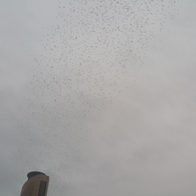 鳥の大群の画像