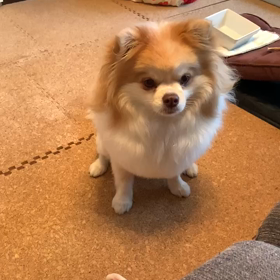 まめ太の得意技の画像