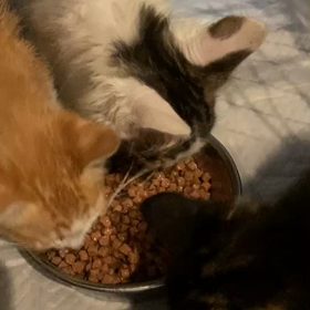 ひと回り月齢の大きい子猫の画像