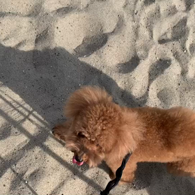 5月19日11わんこと1時間遠足  お台場の画像