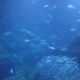 動画  テスト  練習の画像