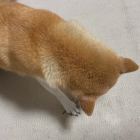 さくら　ひめたら食すの動画の画像