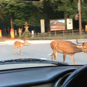 暑いのは苦手なのですの画像