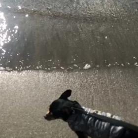 ♪お散歩動画♪お台場海浜公園♪の画像