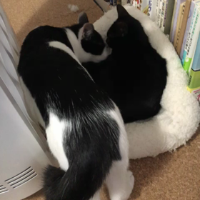 ちょっと落ち着いてきたかもの画像