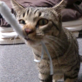 ネコじゃらは渡さねぇの画像