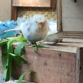 フライングルームの画像