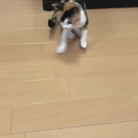 めっちゃ心配した1週間②の画像