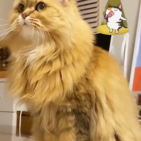 新春動画SPの画像