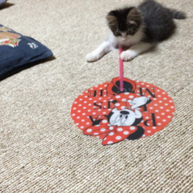 子猫ムービーの画像