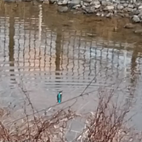 カワセミだの画像