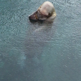 熟睡してるのです σ(^_^;)の画像