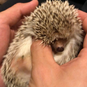 おなかマッサージの画像