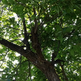 蝉の声！の画像