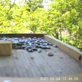 すぎぴたんの事件簿　シーズン２　２５６話（ヤマガラのしぐさ！）の画像