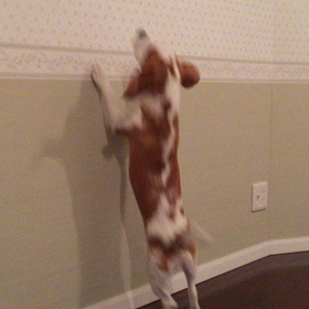 ゼンニッポンの画像