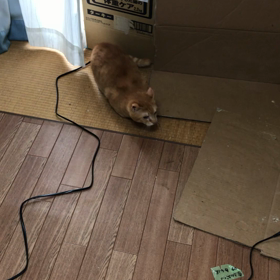 多頭飼育レスキュー【5月2日】の画像