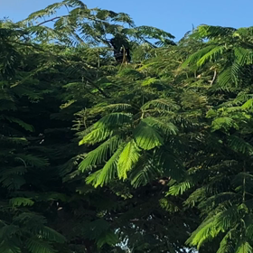 気まぐれマヤ暦　6/10 水　Ｋ７３の画像