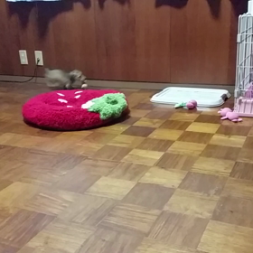 ★初動画★の画像