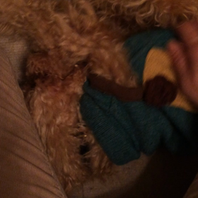 ルイくん へそ天うねうねムービーの画像