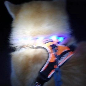 今朝も何とか順調に散歩終了❗の画像