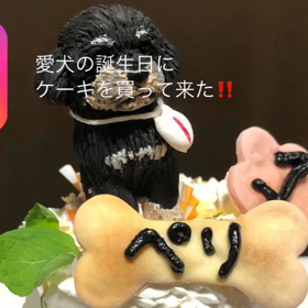 愛犬の誕生日にケーキを買って来た！！の画像