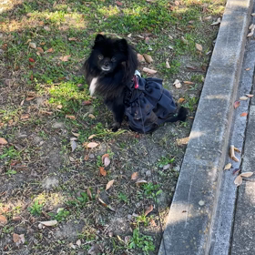 2022年11月6日　三回忌の画像