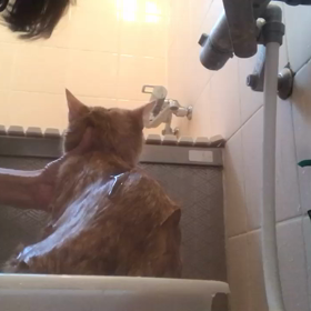 陸くん&空くんシャンプー☺️の画像