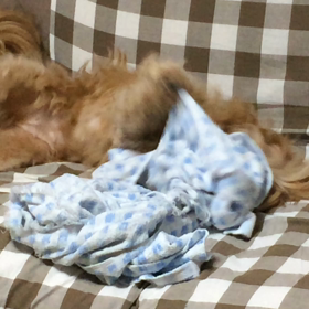 私がもってるものの画像