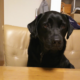 新しい遊び？の画像