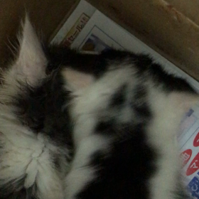 ゴマちゃん、こうや君の離乳食！の画像