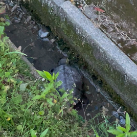 mimizuはむはむの画像