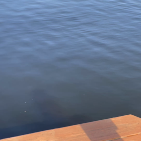 イルカの親子の画像