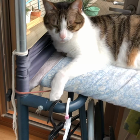 暑さの中土木作業…夕食はまだアルコール抜きとんかつ。デールとキス！の画像