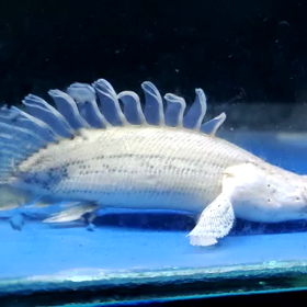超激レア魚！！の画像