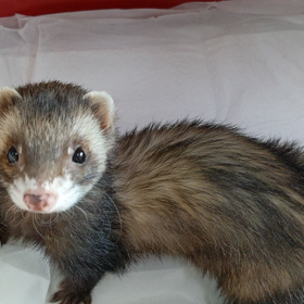 2021年　大変お世話になりましたの画像