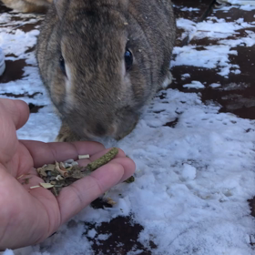 癒しのニューアイドルの画像