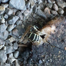 クロスズメバチの画像