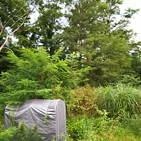 2018/07/28　セミの協演？の画像