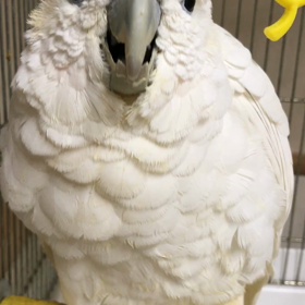 ソロモンの画像