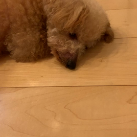 おばちゃんのいびきの画像