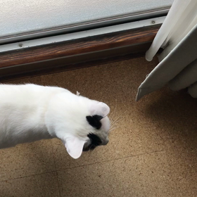 今日のテンの画像