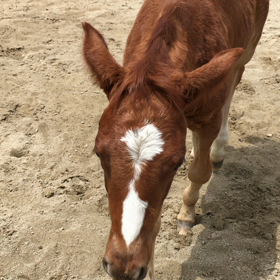 今日のローラの画像