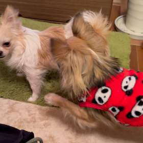 つぶ男　まめ男の画像